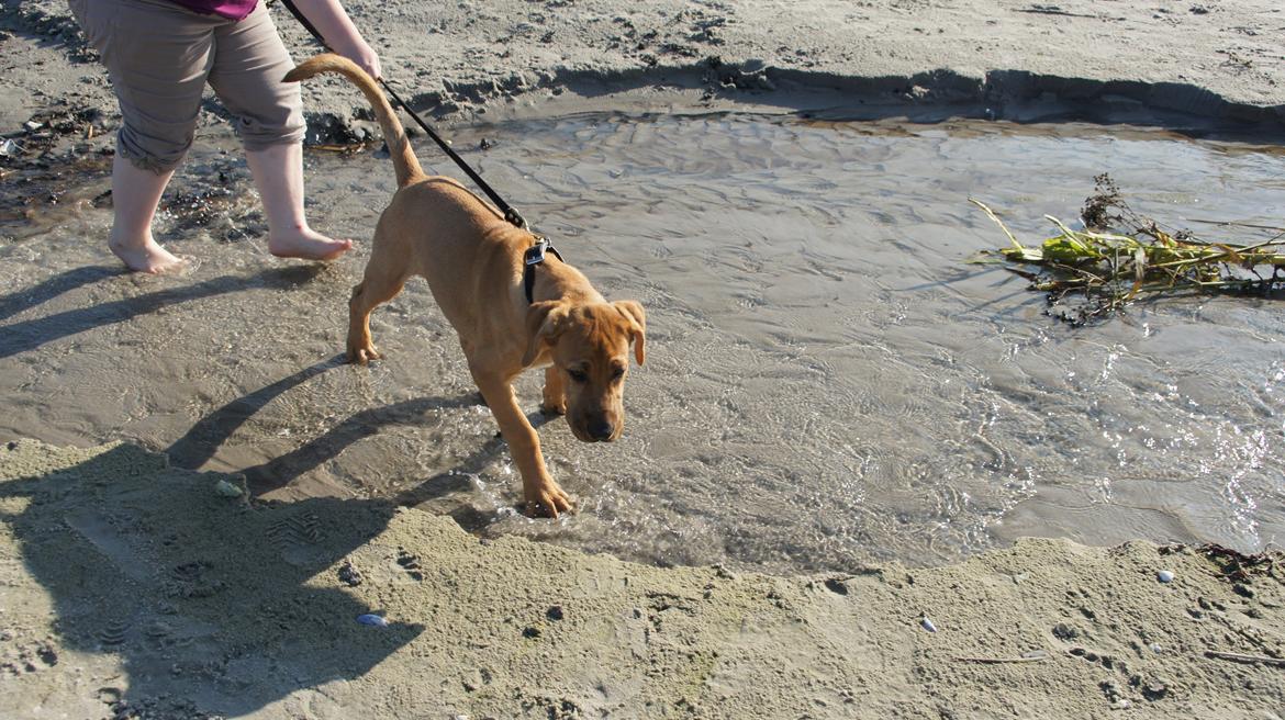 Broholmer Thor  - Ikke det vand!!! billede 7