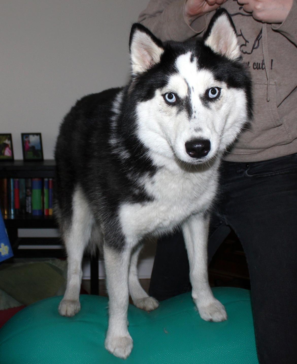 Siberian husky Einstein billede 27