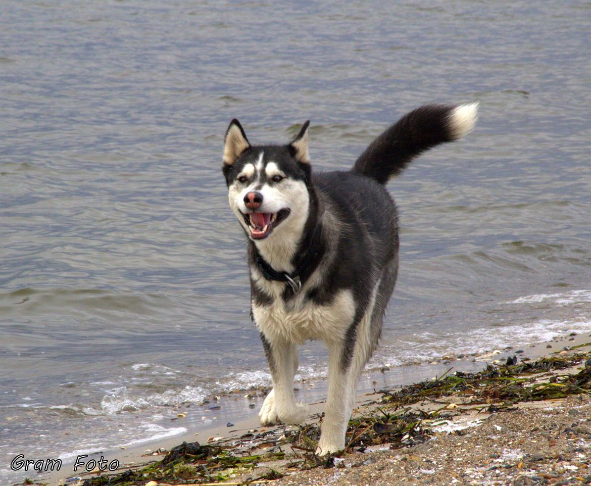 Blanding af racer Aya billede 4