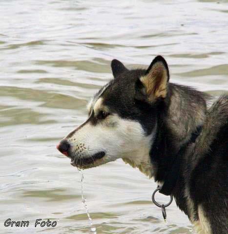 Blanding af racer Aya billede 21