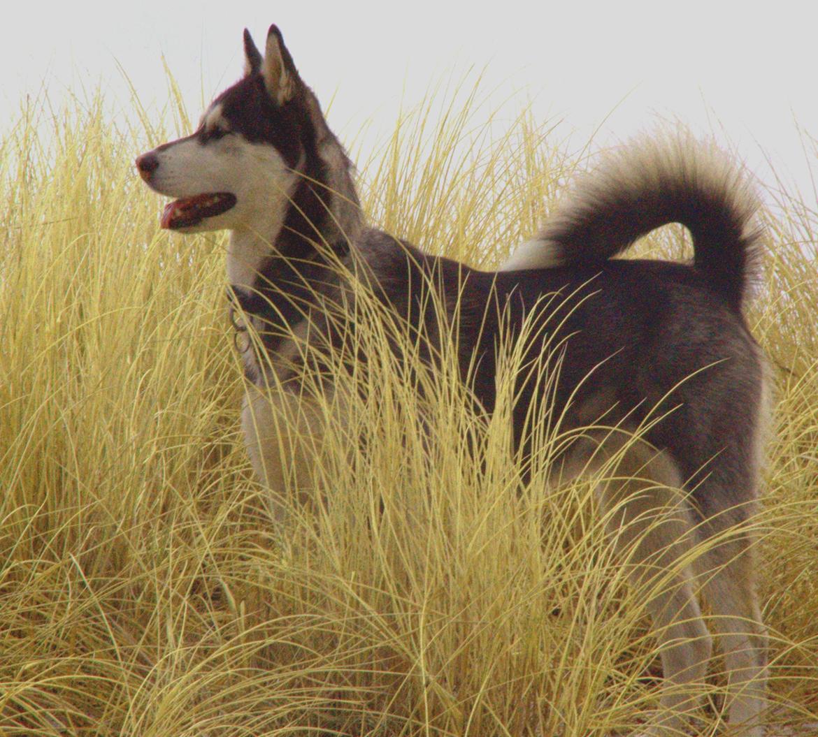 Blanding af racer Aya billede 14