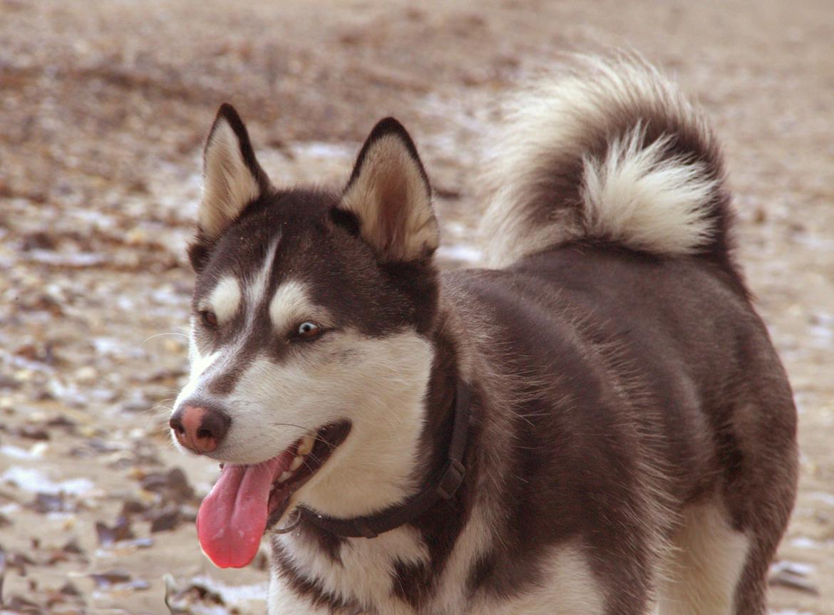 Blanding af racer Aya billede 2