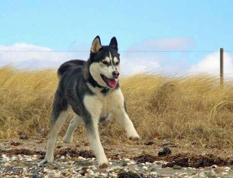 Blanding af racer Aya billede 3