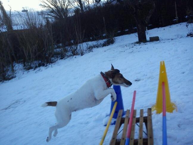 Glathåret foxterrier Lillo billede 9