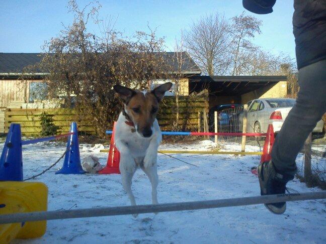Glathåret foxterrier Lillo billede 10