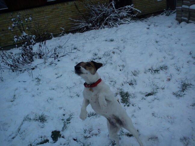 Glathåret foxterrier Lillo billede 11