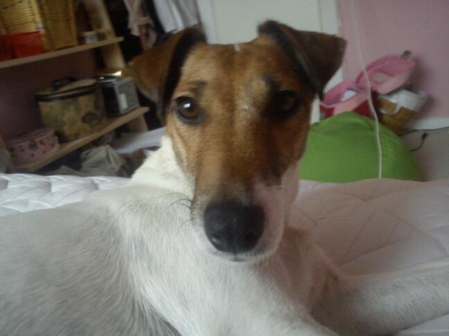 Glathåret foxterrier Lillo billede 12