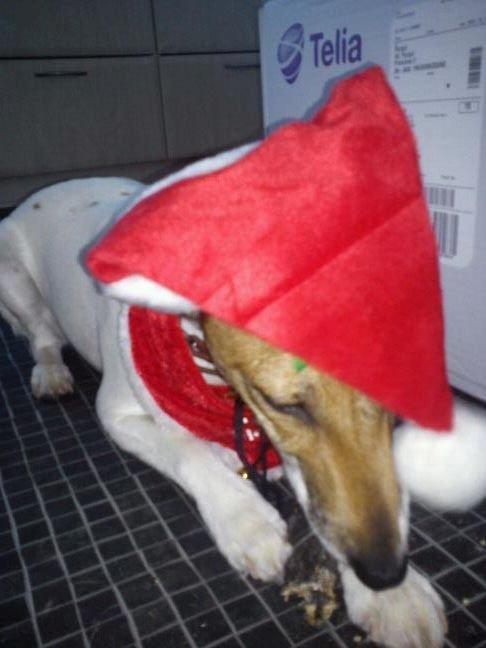 Glathåret foxterrier Lillo billede 13