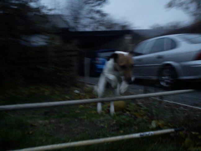 Glathåret foxterrier Lillo billede 14