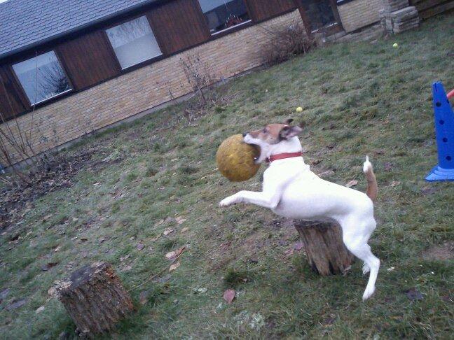 Glathåret foxterrier Lillo billede 15