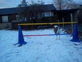 Glathåret foxterrier Lillo billede 16