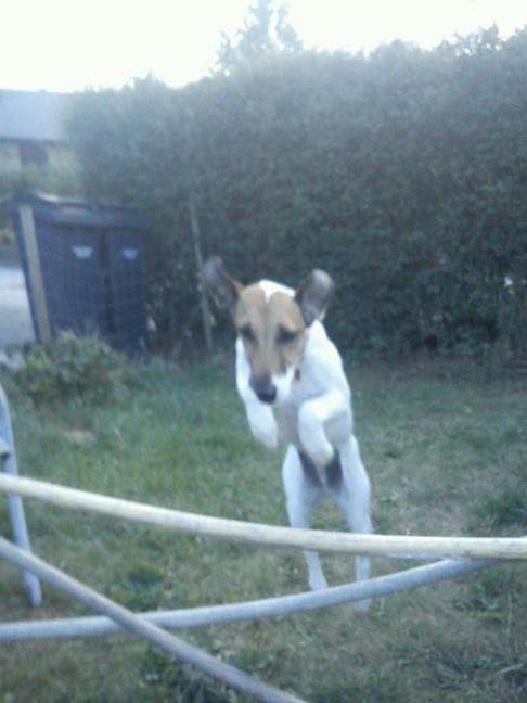 Glathåret foxterrier Lillo billede 17