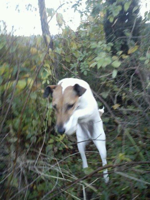 Glathåret foxterrier Lillo billede 18