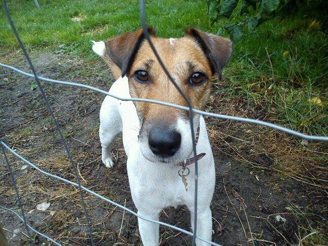 Glathåret foxterrier Lillo - hej hej jeg håber du snart kommerr tilbage :-) billede 19