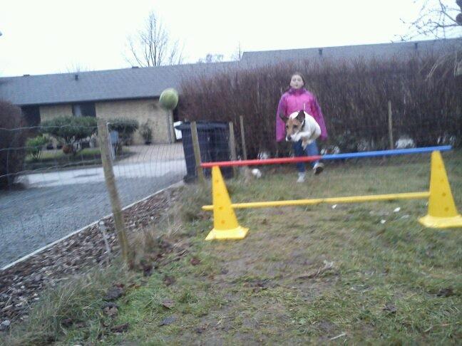 Glathåret foxterrier Lillo billede 3