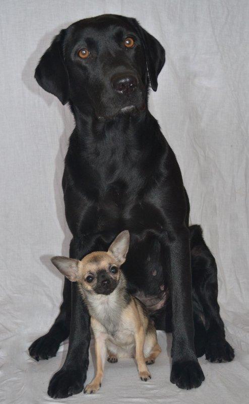 Labrador retriever Maggie - Photoshoot //Foto: Laura Jehrbo Damkjær. www.laurablaxen.dk Fantastique Foto. billede 13