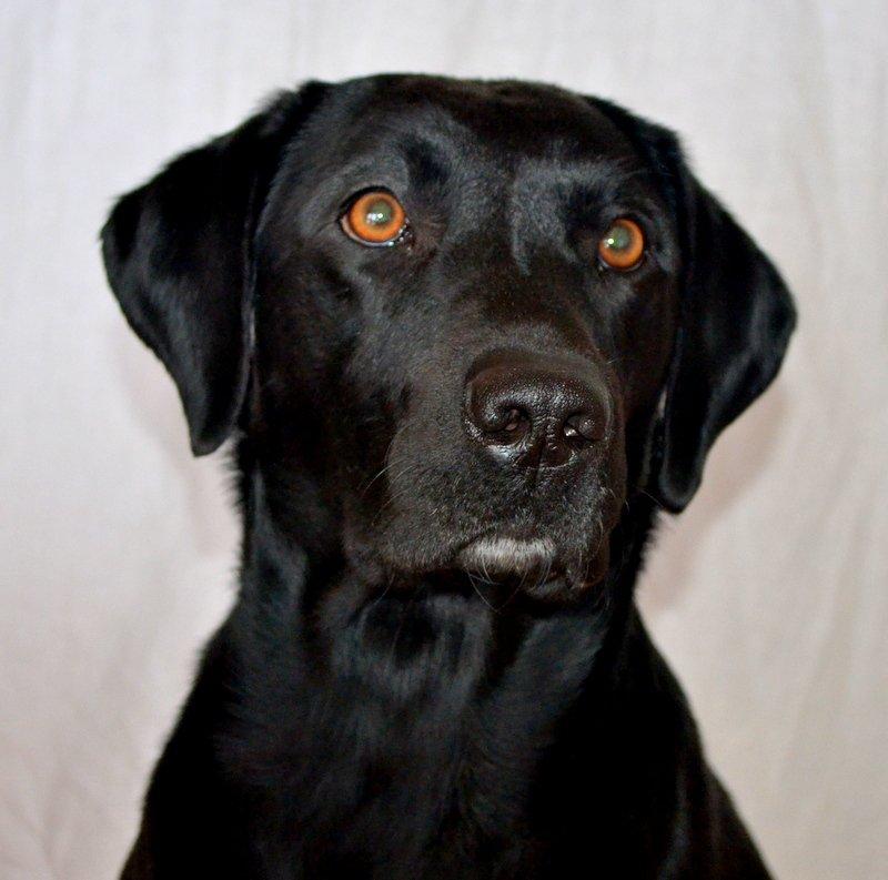Labrador retriever Maggie - Smukke Maggie //Foto: Laura Jehrbo Damkjær Fantastique Foto. billede 14