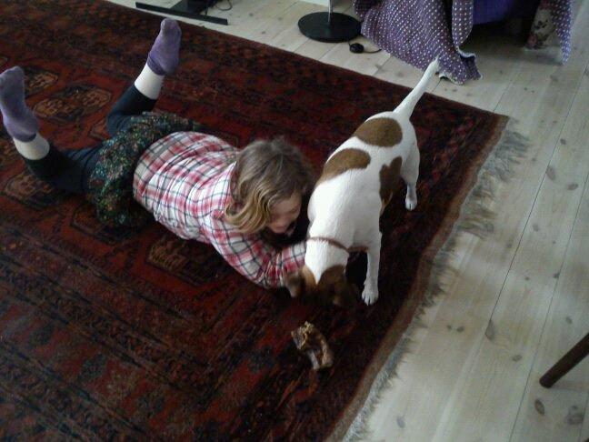 Glathåret foxterrier Tøssen * savnet og elsket * billede 2