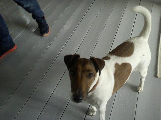 Glathåret foxterrier Tøssen * savnet og elsket * billede 3