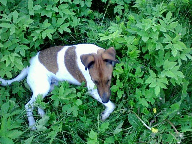 Glathåret foxterrier Tøssen * savnet og elsket * billede 1