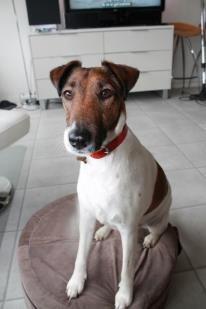 Glathåret foxterrier Tøssen * savnet og elsket * billede 4