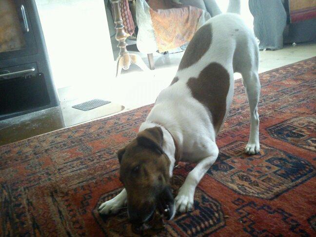 Glathåret foxterrier Tøssen * savnet og elsket * billede 5