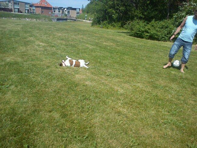 Glathåret foxterrier Tøssen * savnet og elsket * billede 6