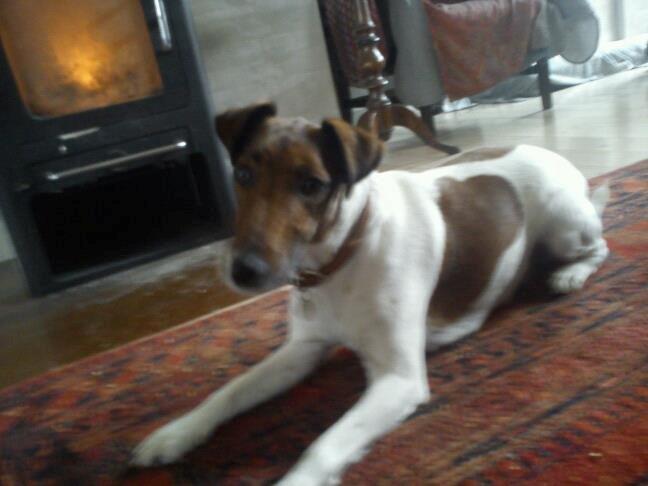 Glathåret foxterrier Tøssen * savnet og elsket * billede 7