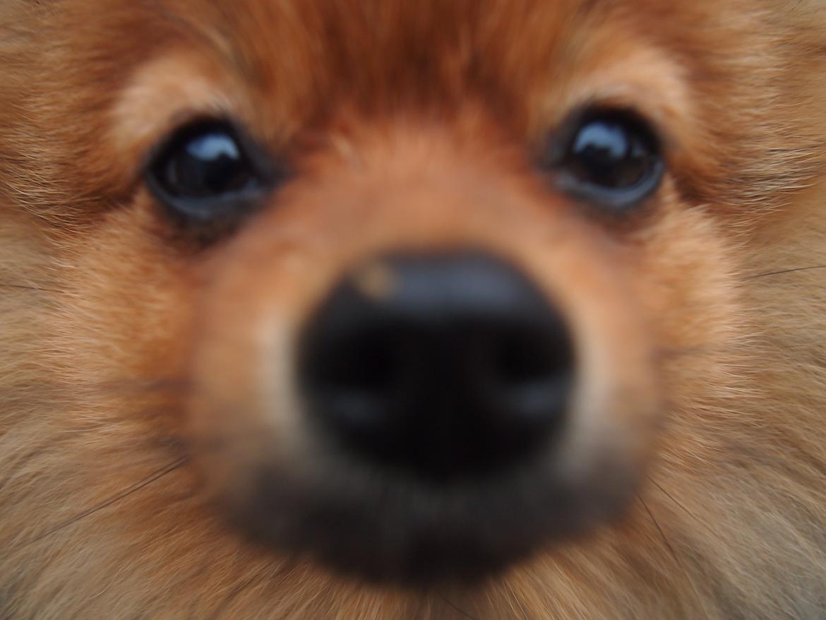 Pomeranian Feline billede 15