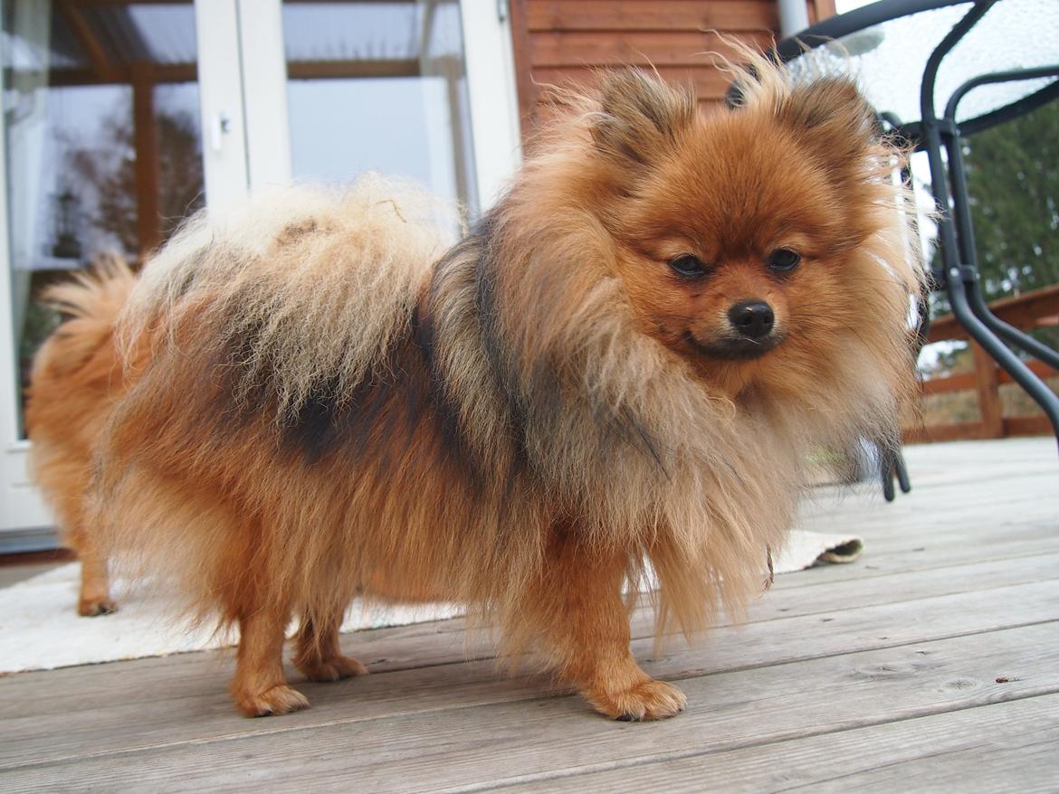 Pomeranian Feline billede 9