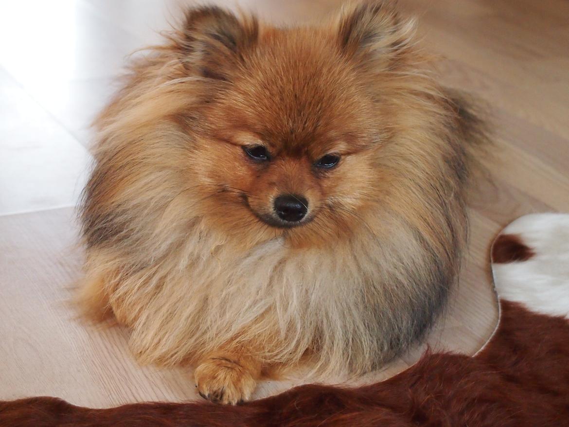 Pomeranian Feline billede 2