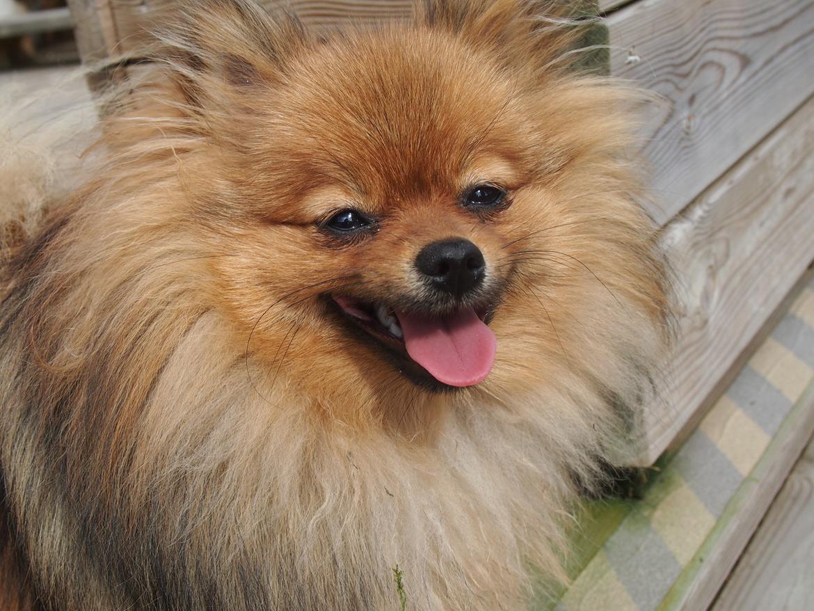 Pomeranian Feline billede 4