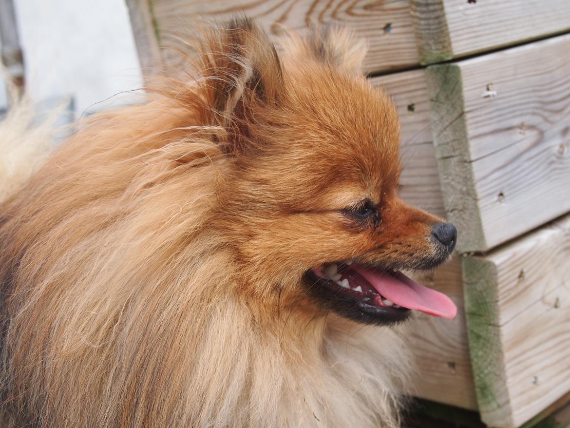 Pomeranian Feline billede 5