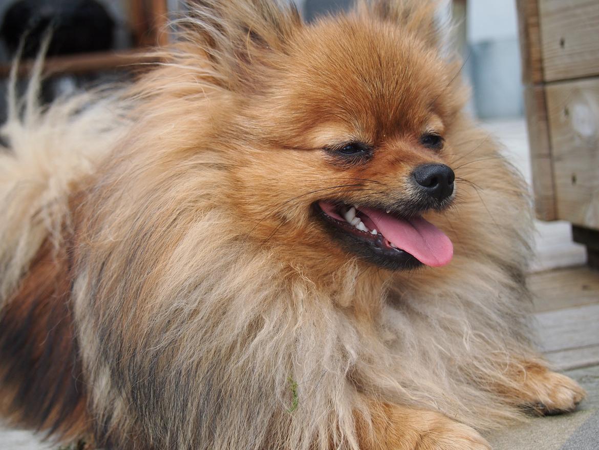 Pomeranian Feline billede 6