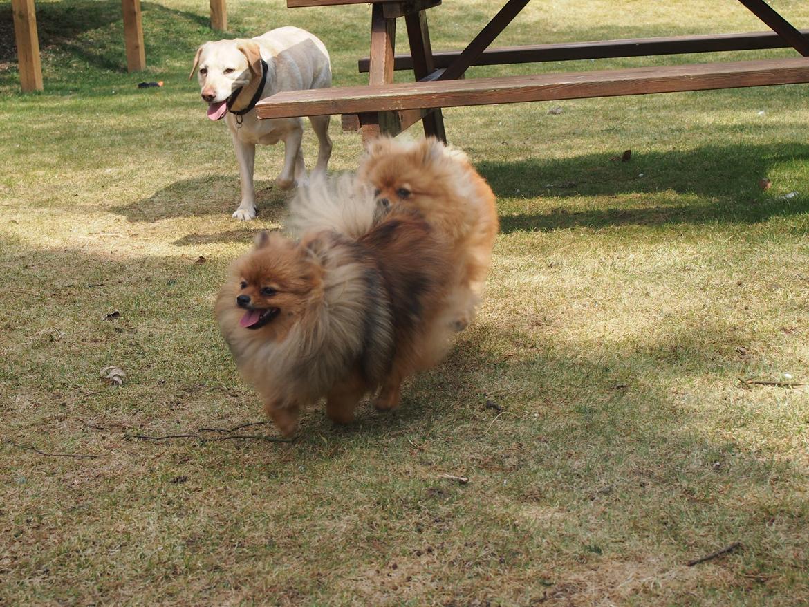 Pomeranian Feline billede 8