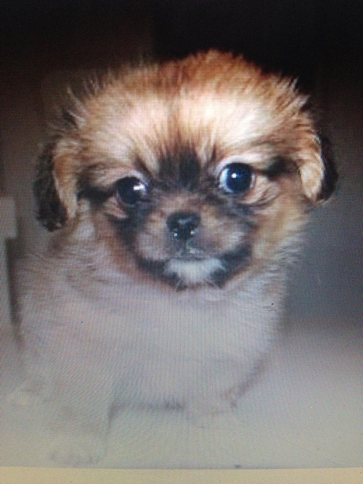 Blanding af racer Tulle - Tulle  første gang vi så hende :) billede 18