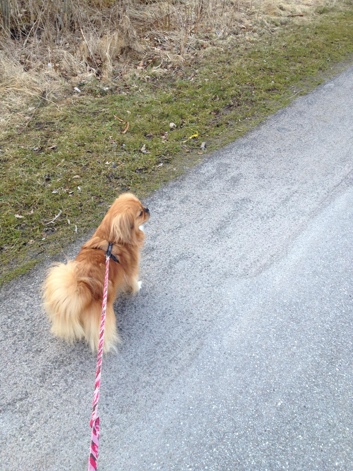 Blanding af racer Tulle billede 20