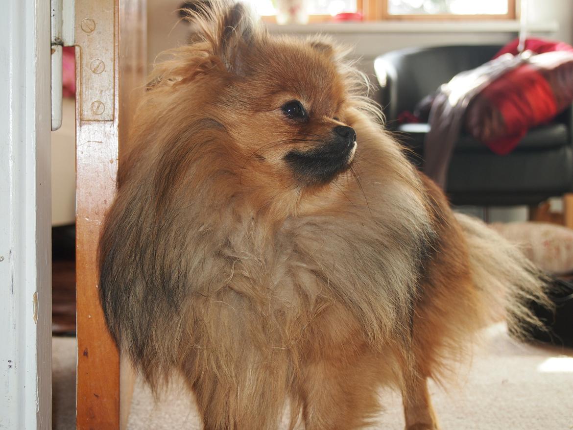 Pomeranian Feline billede 10