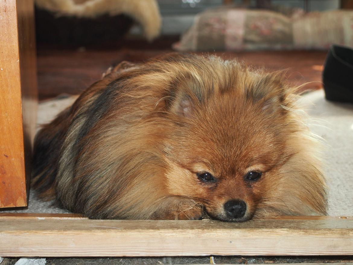 Pomeranian Feline billede 11