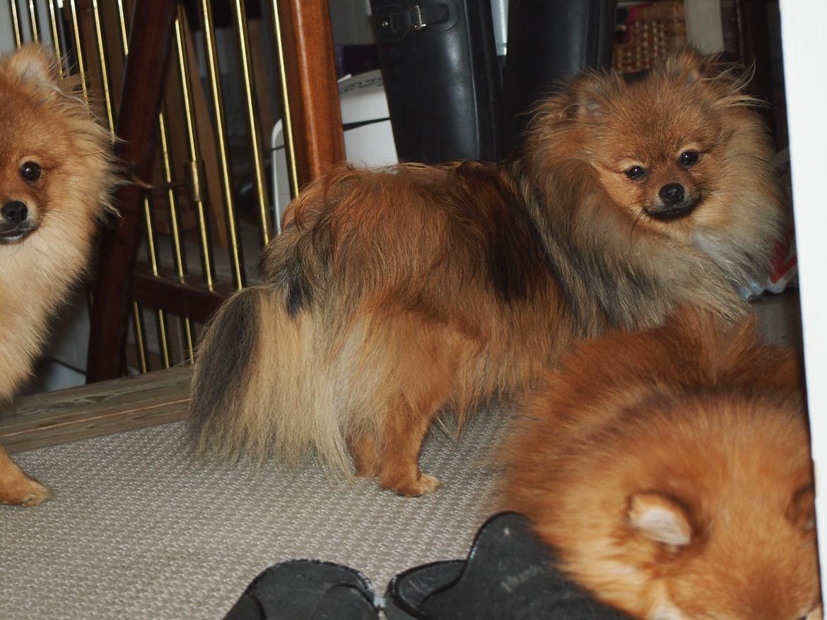 Pomeranian Feline billede 12