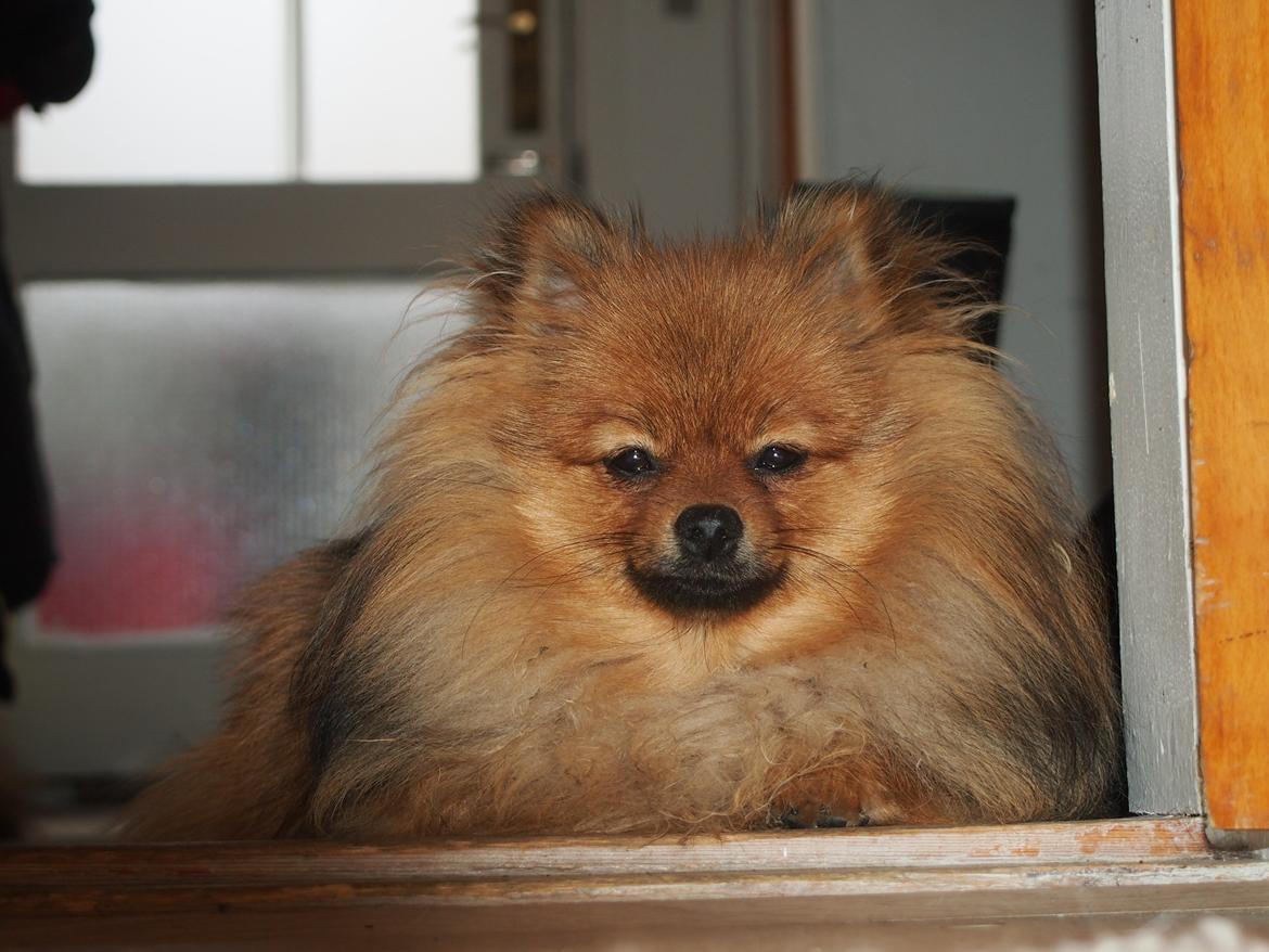 Pomeranian Feline billede 13