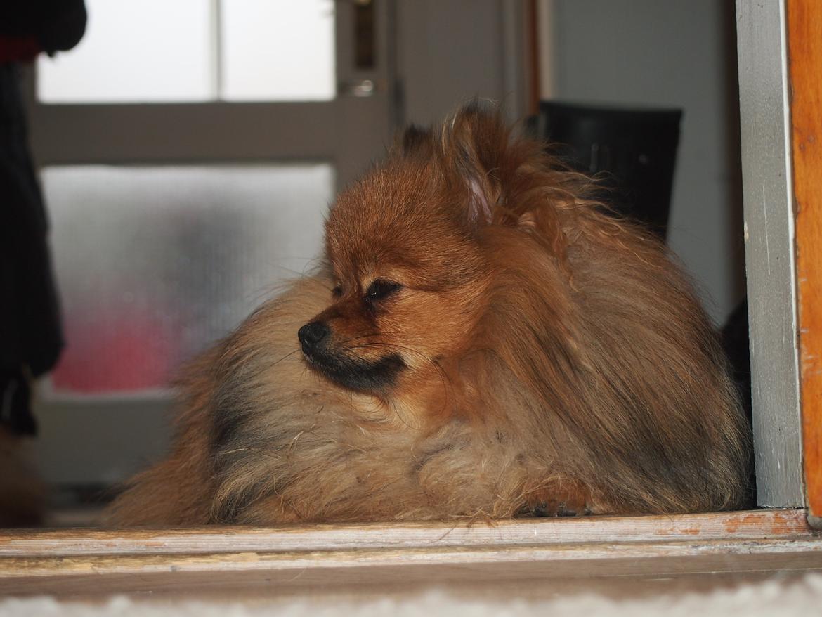 Pomeranian Feline billede 14