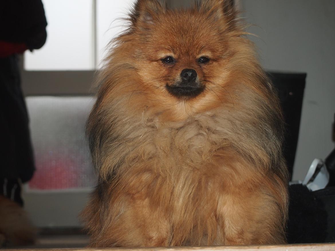 Pomeranian Feline billede 16