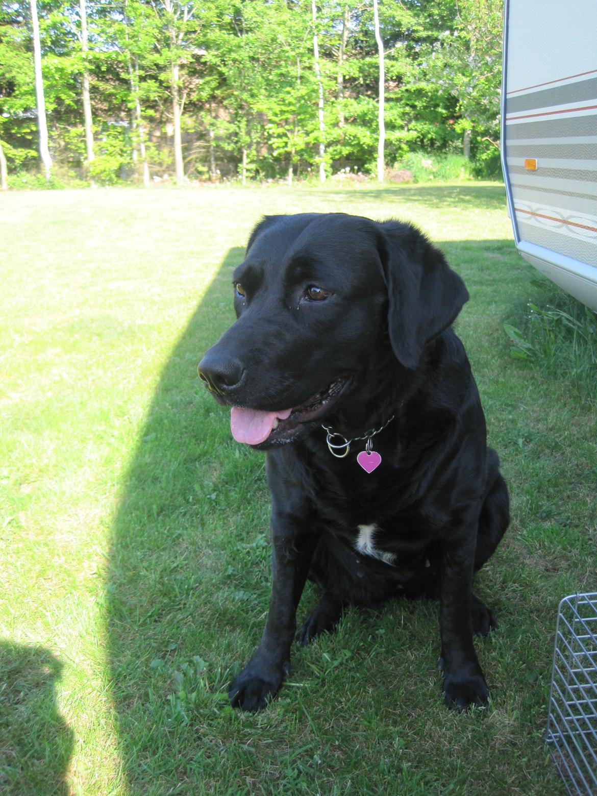 Blanding af racer Daisy - puhaa det er varmt udenfor <3 billede 2