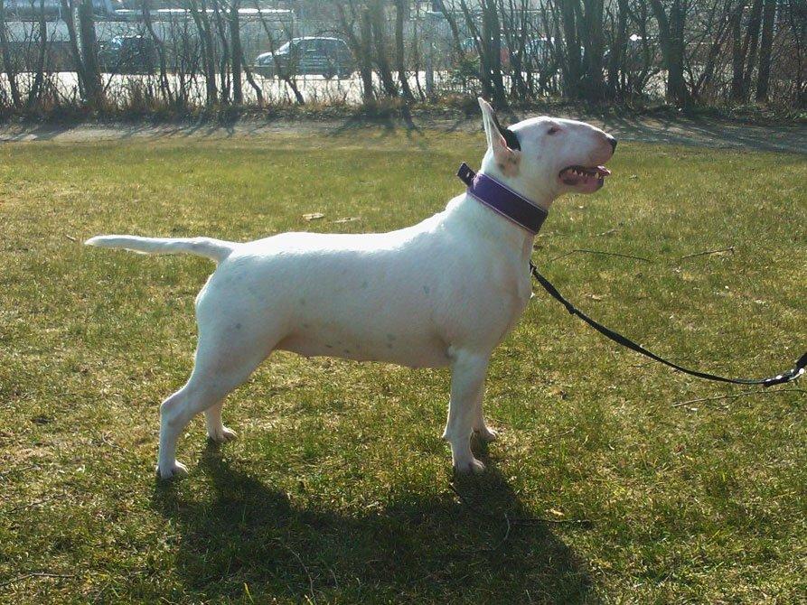 Bullterrier Amy - Amy 1 år :) billede 15
