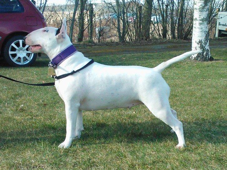 Bullterrier Amy - Amy 1 år :) billede 14