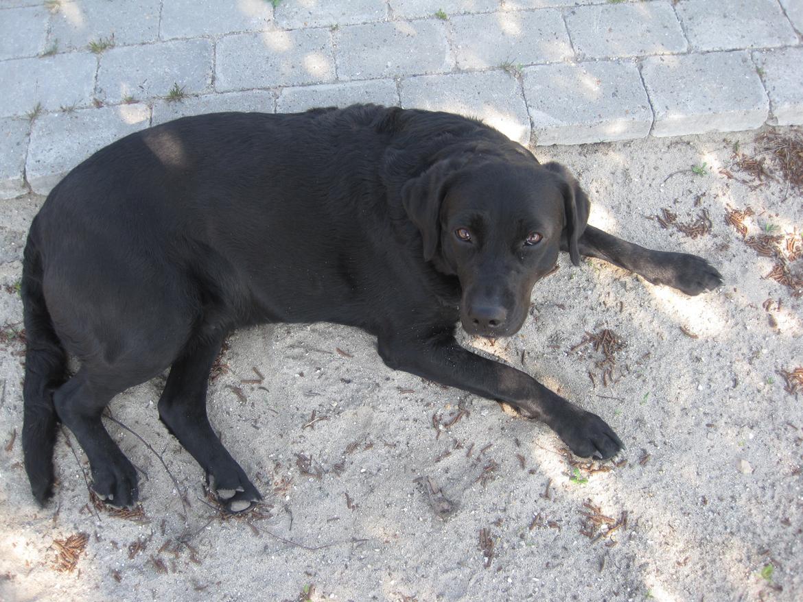 Blanding af racer Daisy - køler lige af i sandet <3 billede 3