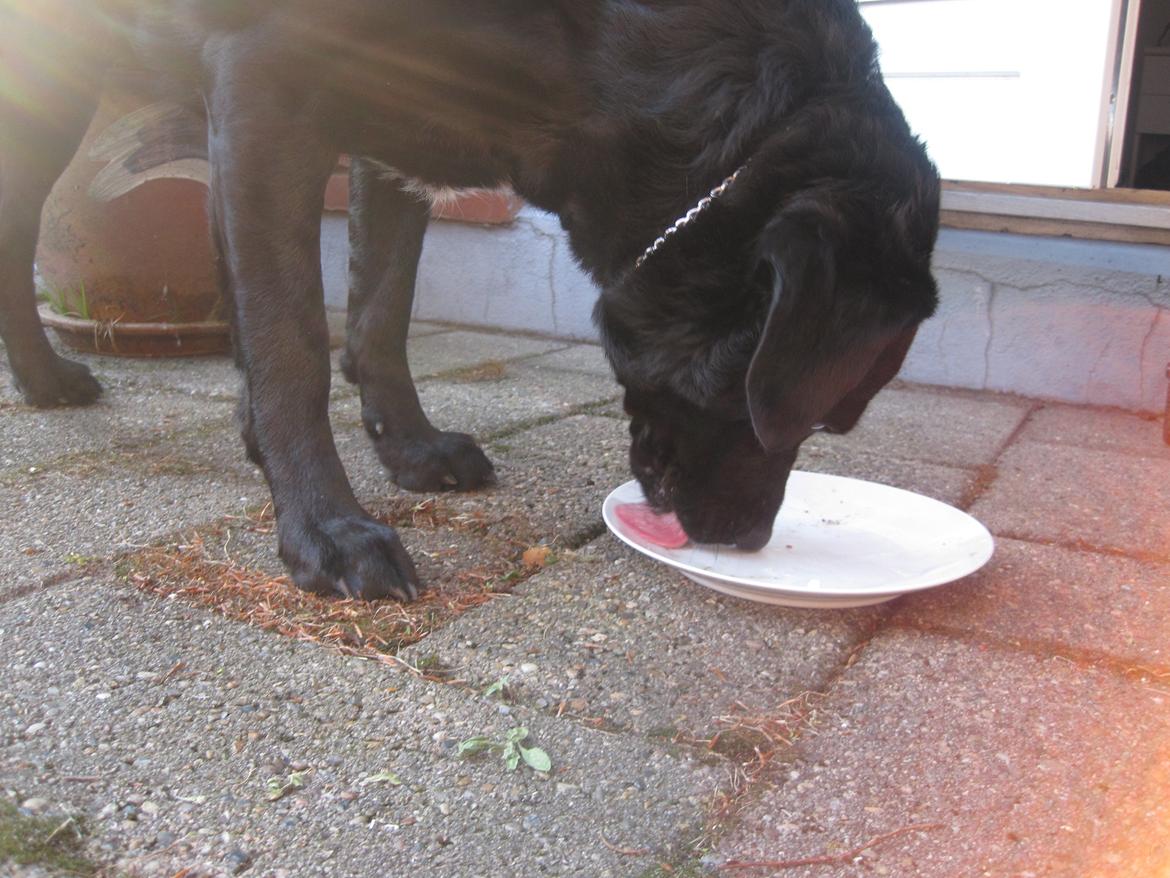 Blanding af racer Daisy - maaaaaad!!! <3 billede 4