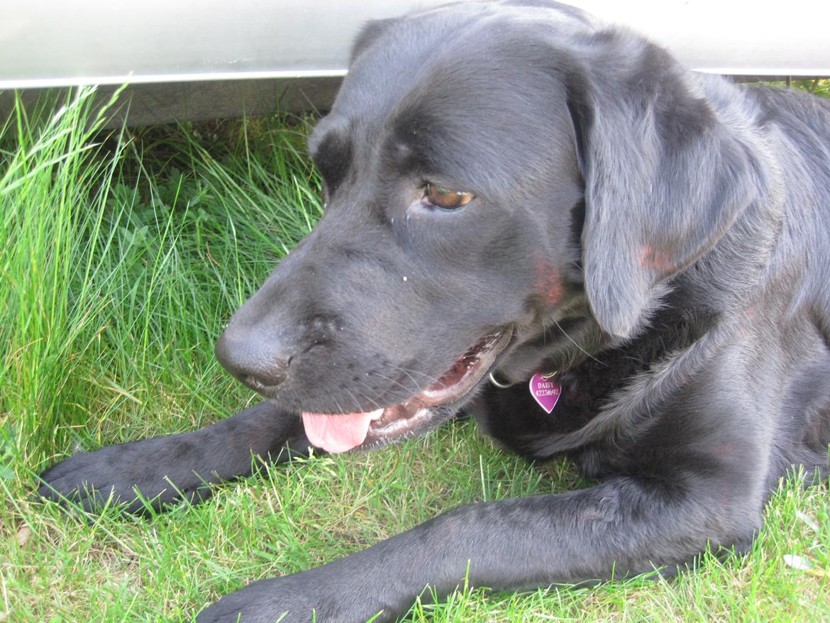 Blanding af racer Daisy - ja det er varmt udenfor! <3 billede 5