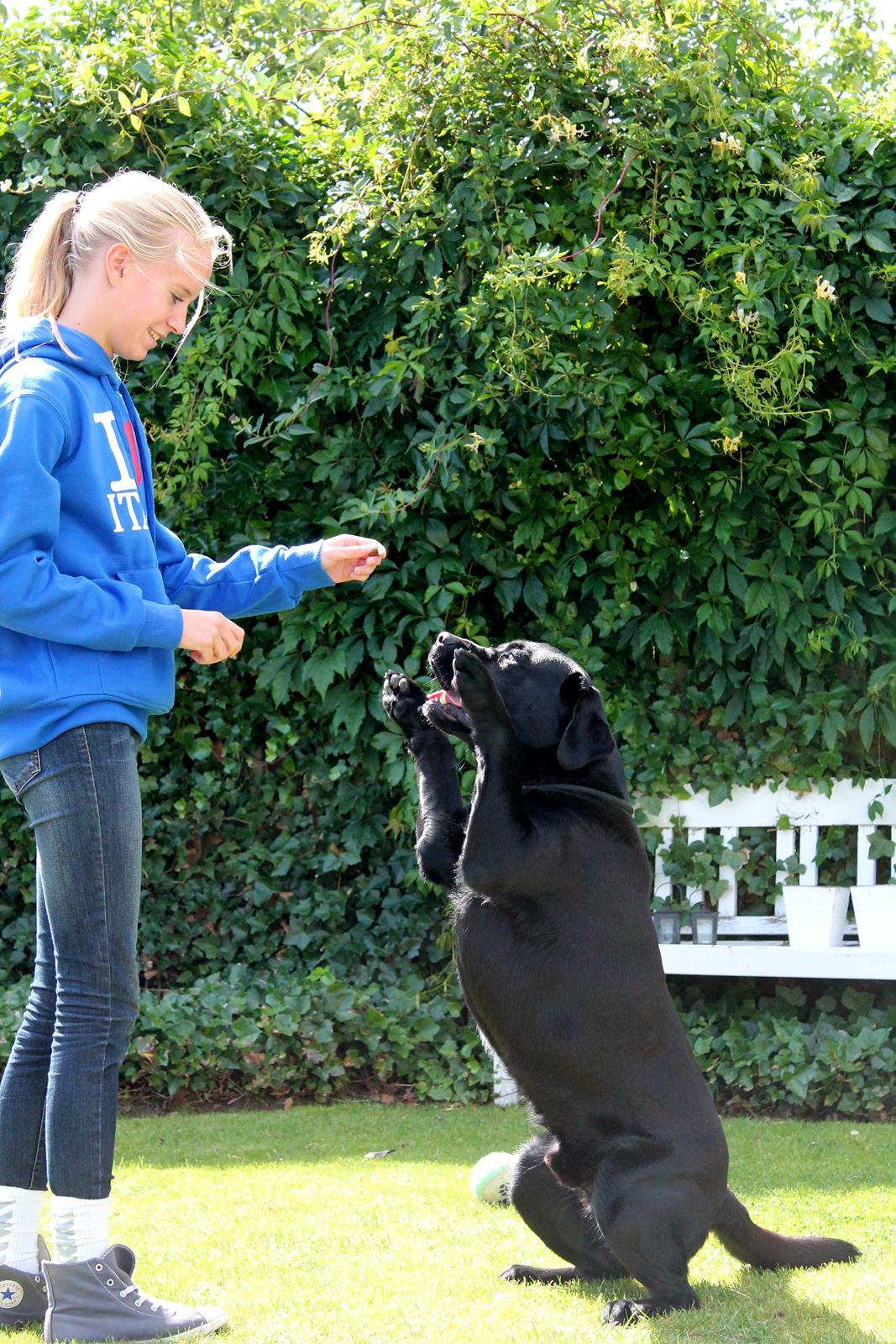 Labrador retriever Albert<3 - When the world says "Give up", Hope whispers "Try one more time" billede 2